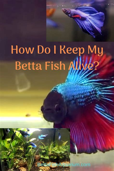 Are bettas hard to keep alive?