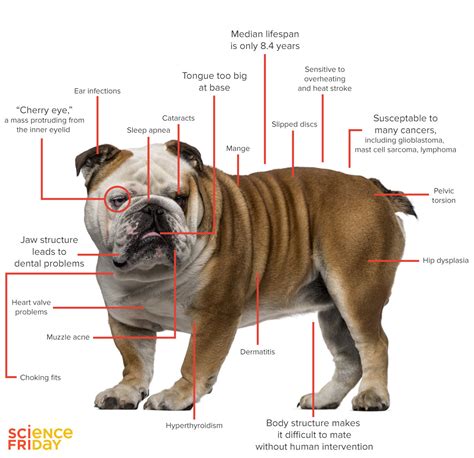 Are bigger puppies healthier?