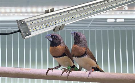 Are birds OK with LED lights?