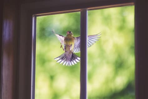 Are birds blind to glass?