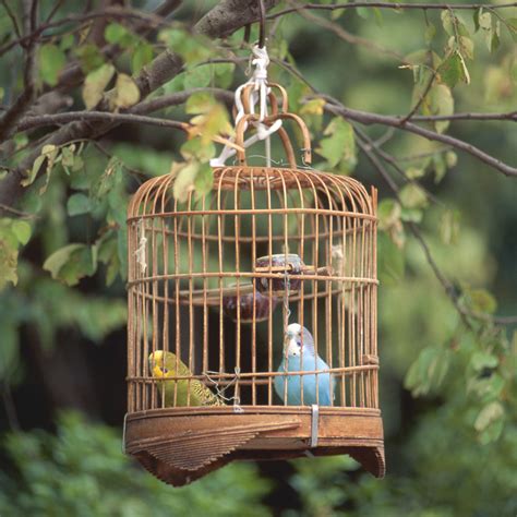 Are birds happy in cages?