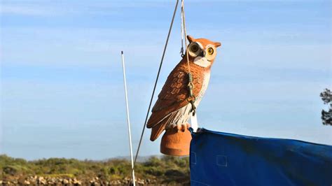 Are birds scared of fake birds?