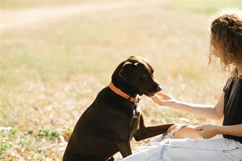 Are black Labs more aggressive than yellow Labs?