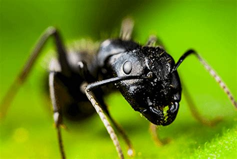 Are black ants harmful?