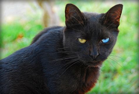 Are black cats OK?