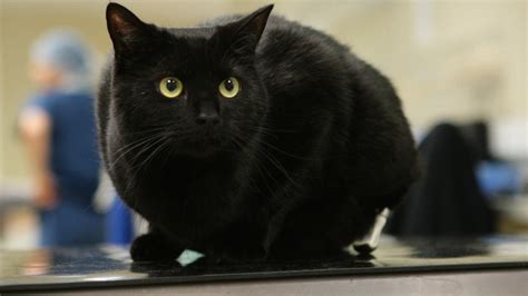 Are black cats less popular?