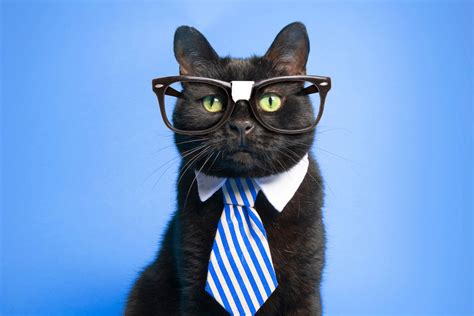 Are black cats smart?