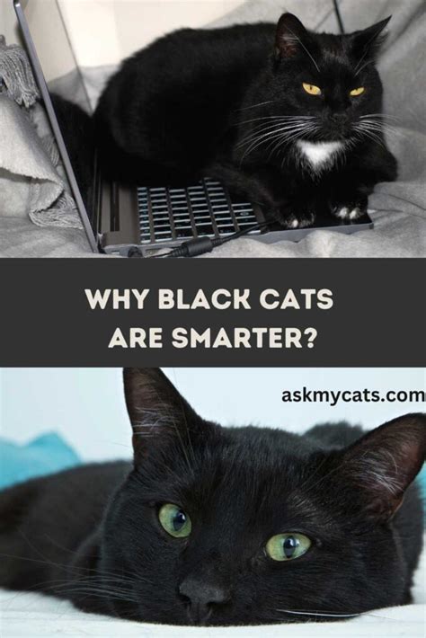 Are black cats smarter than other cats?