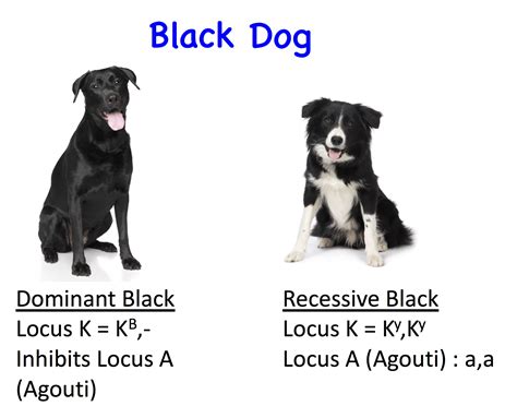 Are black dogs recessive?