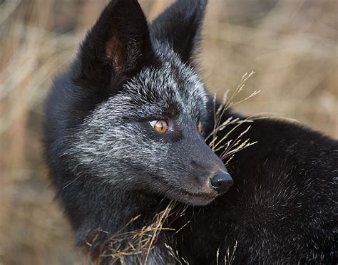 Are black foxes rare?