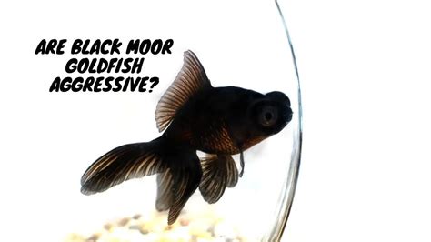 Are black goldfish aggressive?