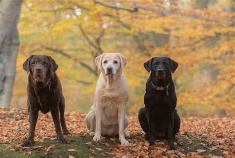 Are black labs and yellow labs the same breed?