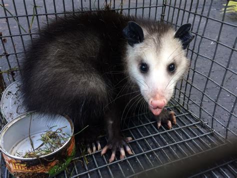 Are black possums rare?