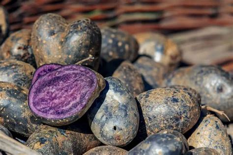 Are black potatoes safe to eat?