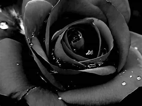 Are black roses a thing?