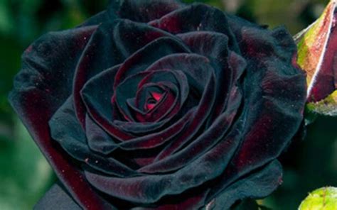 Are black roses real or fake?