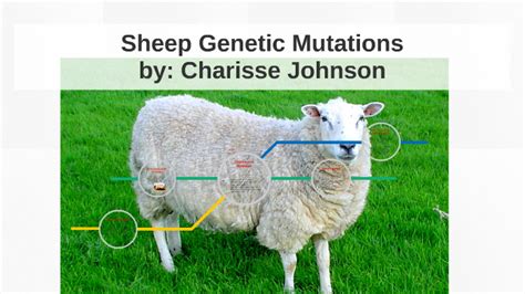 Are black sheep a genetic mutation?