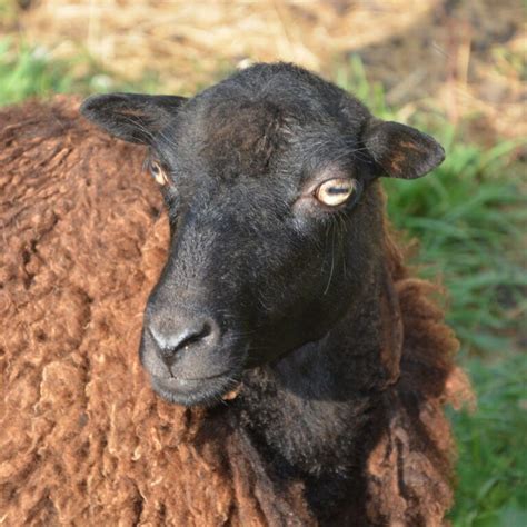 Are black sheep aggressive?