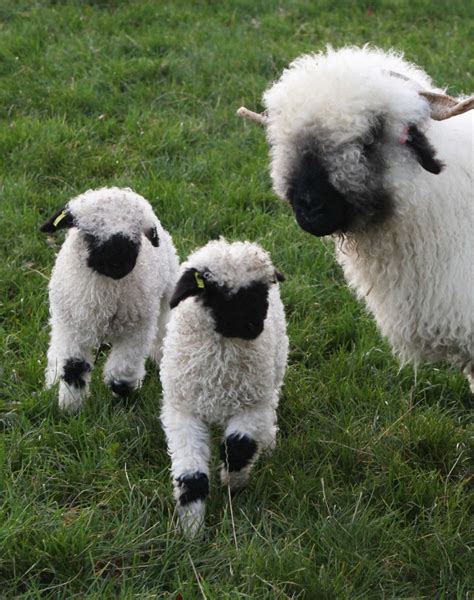 Are black sheep born black?