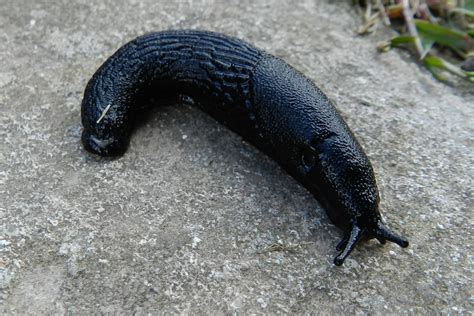 Are black slugs bad?