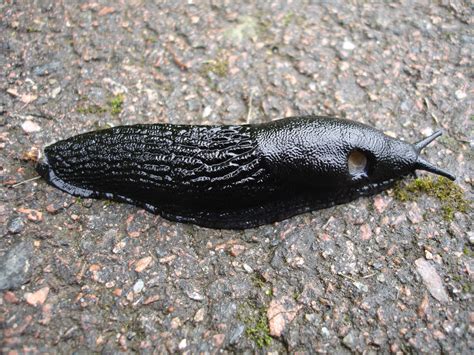Are black slugs poisonous?