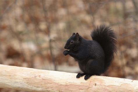 Are black squirrels only in Canada?