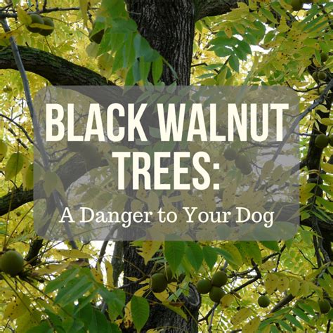 Are black walnuts bad for dogs?