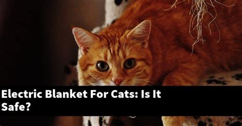 Are blankets safe for cats?
