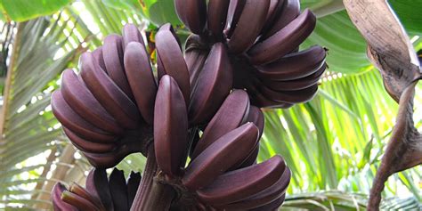 Are blood bananas edible?