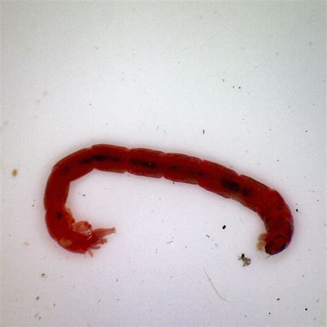 Are bloodworms harmful to humans?