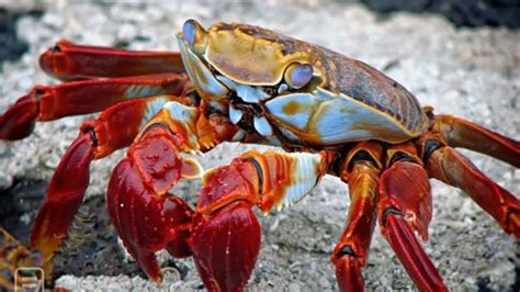 Are blue crabs smart?