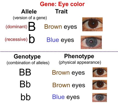Are blue eyes recessive?