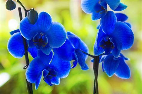 Are blue orchids real?