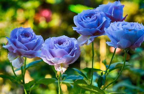 Are blue roses real?