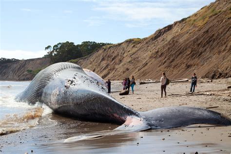 Are blue whales still killed?