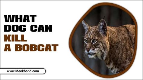 Are bobcats afraid of dogs?