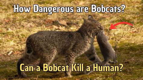 Are bobcats aggressive?