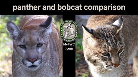 Are bobcats bigger than pumas?