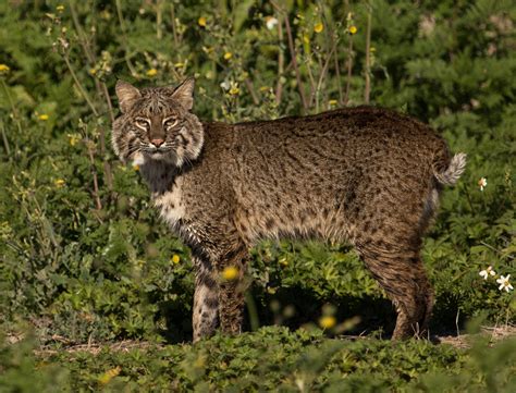 Are bobcats black?