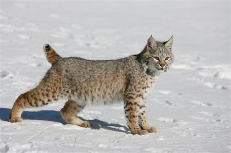 Are bobcats like cats?