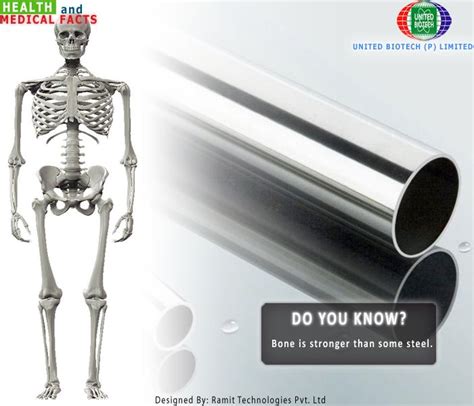 Are bones 5 times stronger than steel?