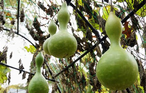 Are bottle gourds easy to grow?