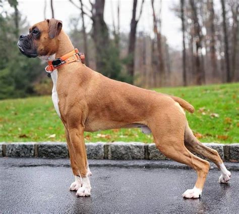 Are boxers naturally skinny?