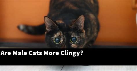 Are boy cats more clingy?