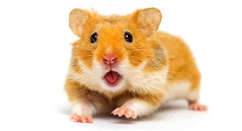 Are boy hamsters better?