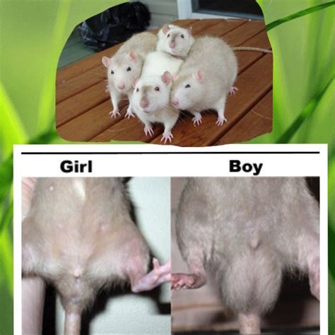 Are boy or girl rats better?