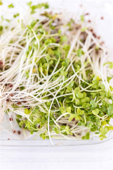 Are broccoli sprouts safe?