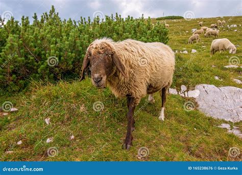 Are brown sheep rare?