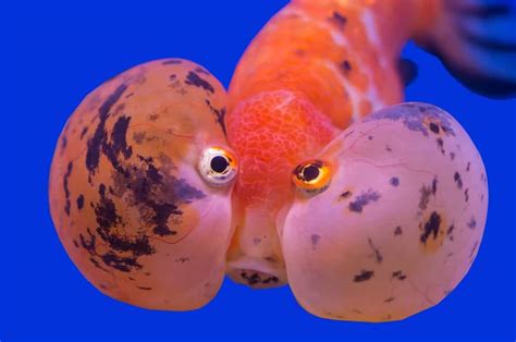Are bubble-eye fish in pain?