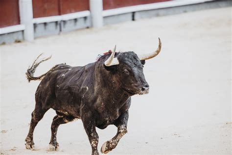 Are bulls aggressive?